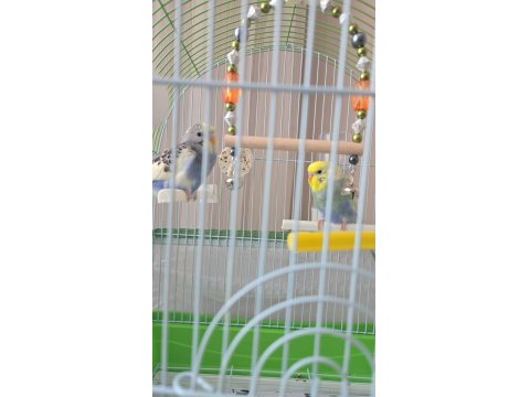 Acil 2 Yavru Muhabbet Kuşu Acil Satılık