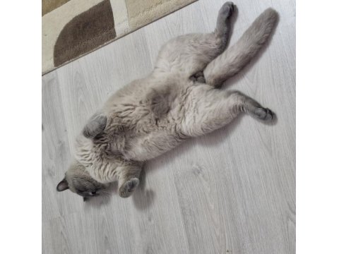 Kedimize Yeni Evini Ve Sahibini Arıyorum