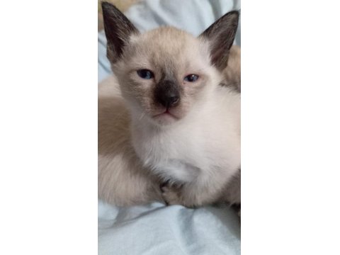 Siyam Kedisi Yavruları