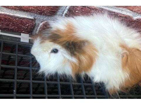2 Yaşında Erkek Guinea Pig