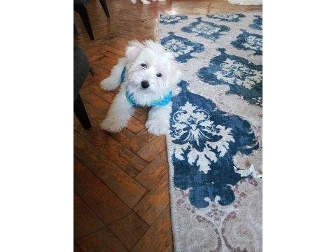 4 Tane Birbirinden Tatlı Maltese Terrier Yavruları