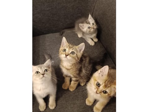 3 Ayrı Anneden British Shorthair Yavruları