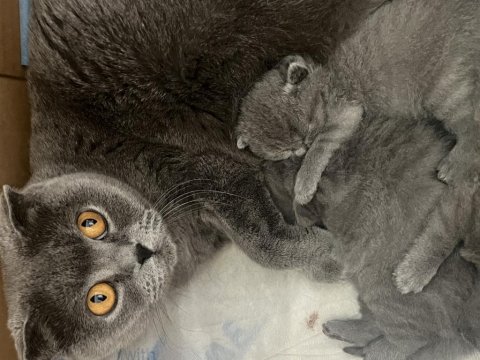 En Safkan Kediler Ömürlük Yuvasına Gidiyor!