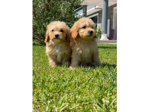 Kalite Ve Güvenin Adresinden Maltipoo Bebeklerimiz