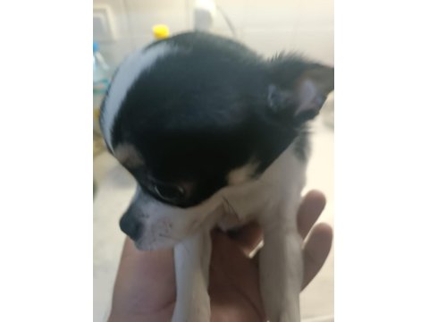 Şivava Köpeğimiz Yeni Yuva Arıyor