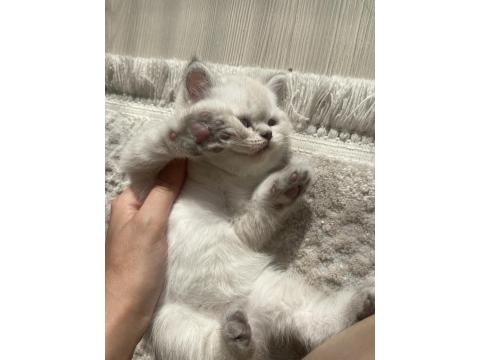 1 Aylık Maviş British Shorthair Yavrularımız