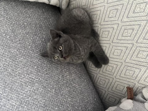 İzmir’in British Shorthair Prens Ve Prensesleri