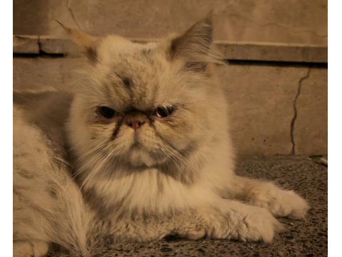 Sokağa Terk Edilmiş Evcil İran Kedisi