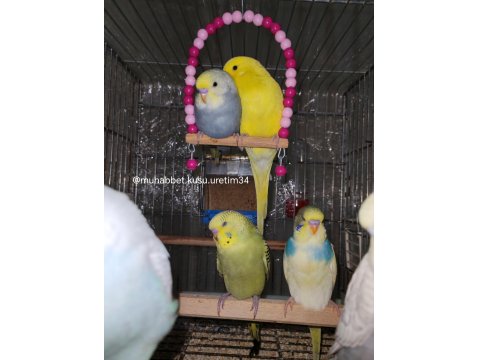 Çocuklar Bile Eğitebilir Muhabbet Kuşu