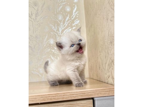 A Kalite British Shorthair Blue Point