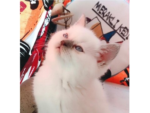 Güzel Scottish Straight Kızım