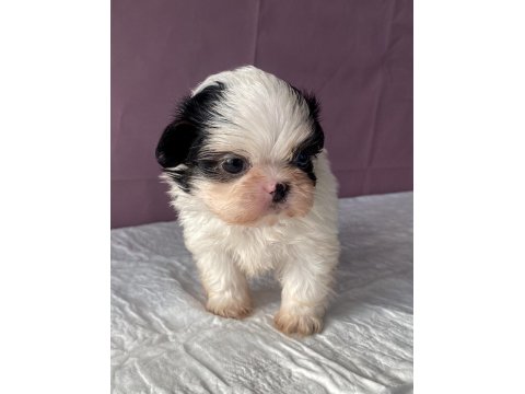 Teacup Mavi Göz Shih-Tzu Kızım