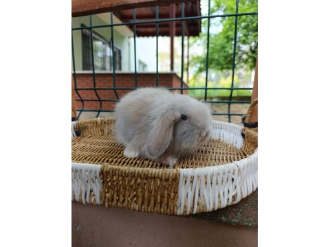 35 40 Günlük Hollanda Teddy Lop Tavşan Yavrular