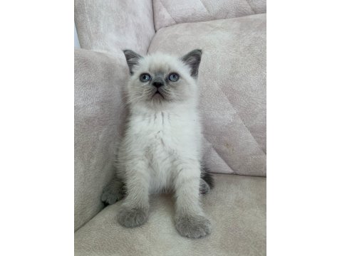 Ayı Surat Top Kafa Erkek British Shorthair Bebiş