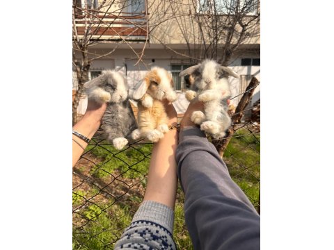Evcil Hollanda Tavşanlar Her İle Gönderilir