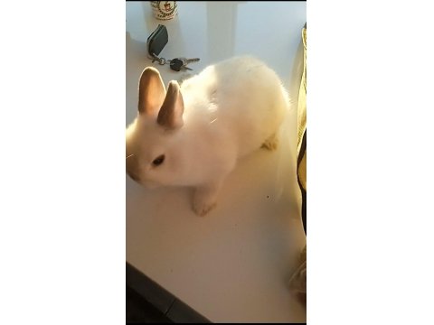 Hollanda Cuce Tavsan