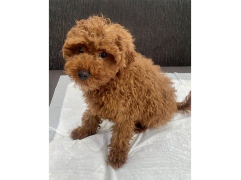 Red Brown Toy Poodle Oğlumuz