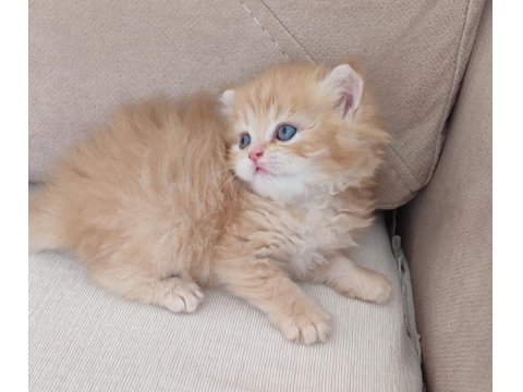 Safkan Golden British Longhair