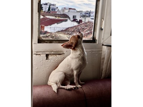 Dişi Tea Cup Yetişkin Chihuahua