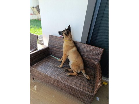 7 Aylık Dişi Aşıları Tam Belçika Kurdu Çip Takıldı