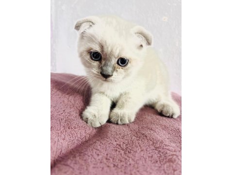Scottish Fold Blue Point Bebekler