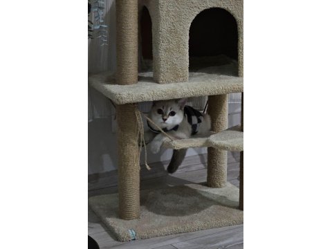 British Shorthair Malzemeleri İle Birlikte