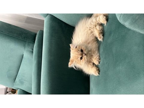 8 Aylık Saf Cins İran Kedisi Dişi Tüm Aşıları Yapılmıştır