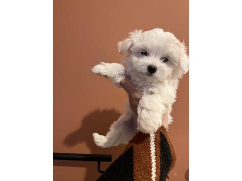 Karbeyaz Maltese Terrier Bebekler