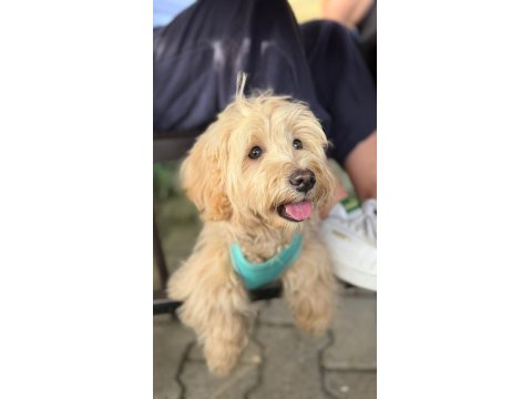 Köpeğim 1 Yaşında Maltipoo Cinsi