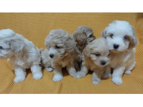 Maltipoo Bebeği Köpekler