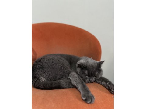 British Shorthair Kedim