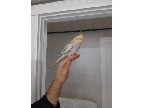 Eğitimli Sultan Papağanı