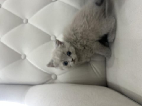 British Shorthair Yavrularımız Yeni Yuvalarını Bekliyor