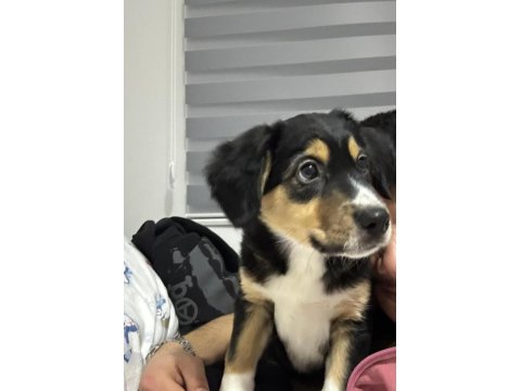 Cavalier King Charles Kırması (Anneden) - Acil Ücretsiz Yuva Aranıyor