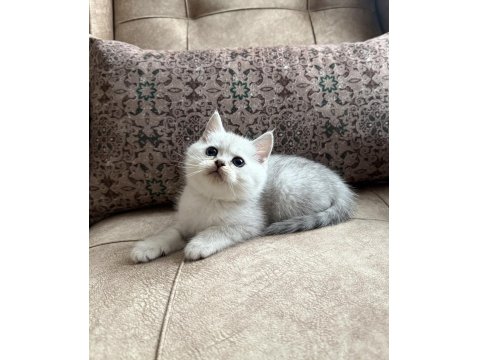 Wcf Kayıtlı Full Şecereli British Shorthair - Elite Soy Hattı