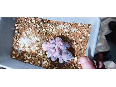 Üretimhanemizden Yavru Muhabbet Kuşları