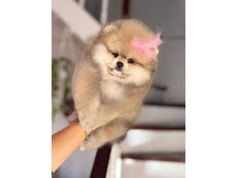 Pomeranian Bebekler Büyümez Garantili