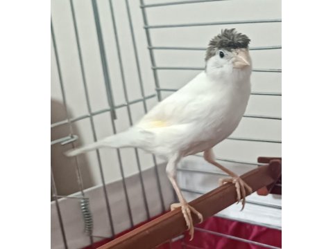 10 Aylık Erkek Ötümde Kanarya