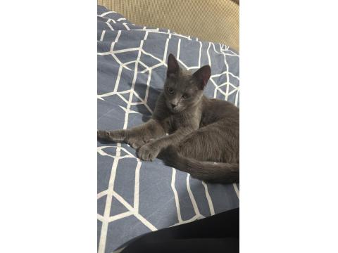 Acil Sahiplendirme Kedi