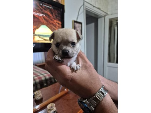 Chihuahua 1 Aylık Yavrularımız
