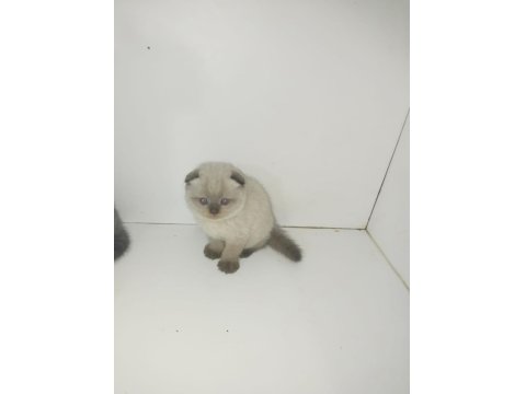 40 Günlük Scottish Fold Yavrular