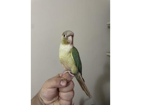 Oyuncu Konur Papağanımız