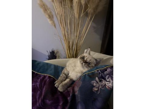 Blue Point Dişi Yavru Kedimiz