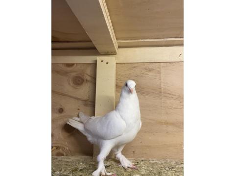 Takım Takım Mardin Güvercin