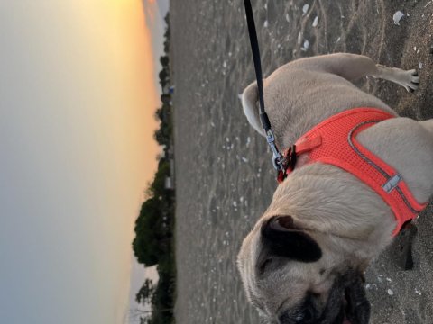 Pug Dişi Köpek