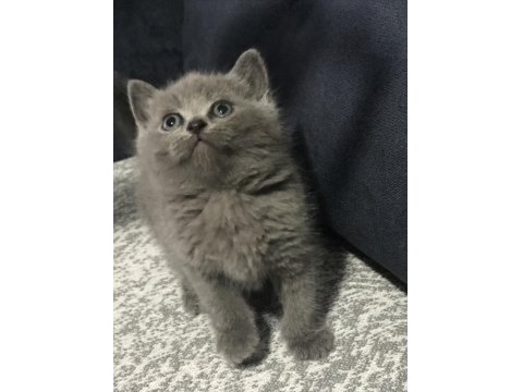 Safkan British Shorthair Yavrularım Yeni Yuva Arıyor