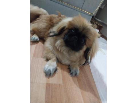 5-6 Ay Erkek Pekinez