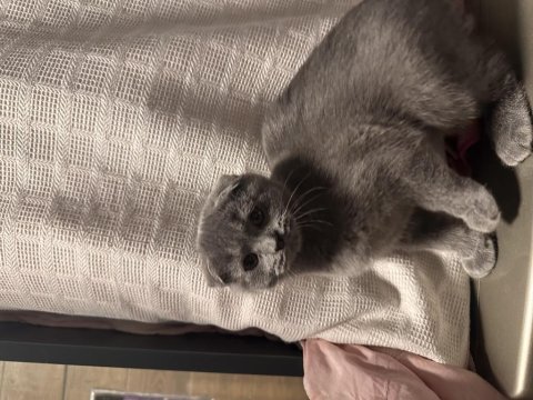 Scottish Fold 5.5 Aylık Yavru