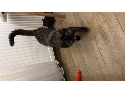 2 Aylik İran Kedisi