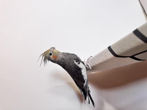 Sultan Papağanlar Sahiplendirilecek